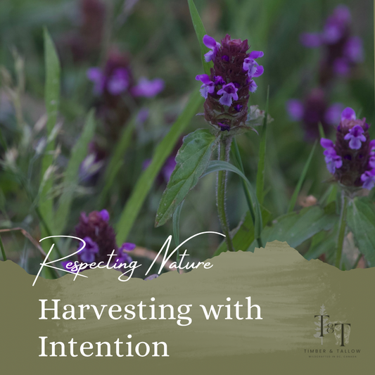 🌿Respecting Nature: Harvesting with Intention