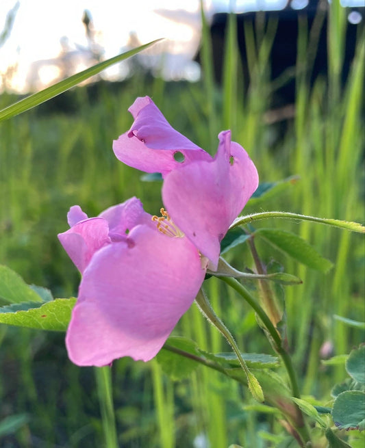 🌸 Rooted in the Rhythms of Nature: Spring at Timber & Tallow