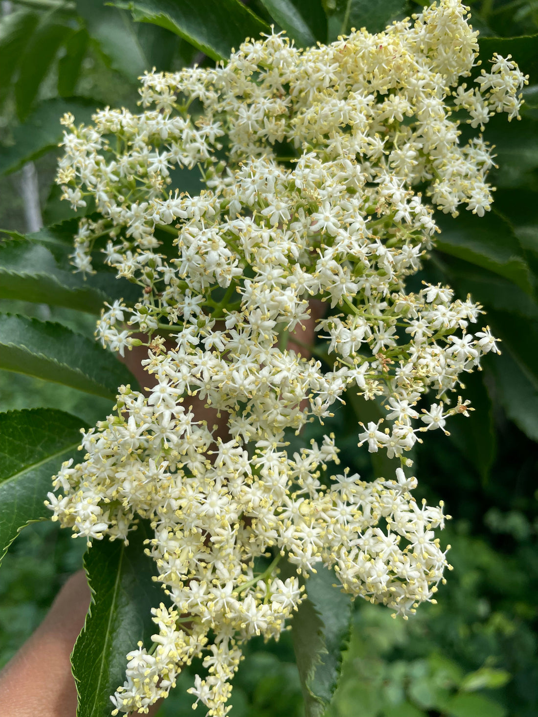 🌿 A Season of Abundance: Harvesting Alder Flower With Intention