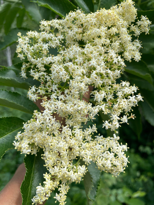 🌿 A Season of Abundance: Harvesting Alder Flower With Intention