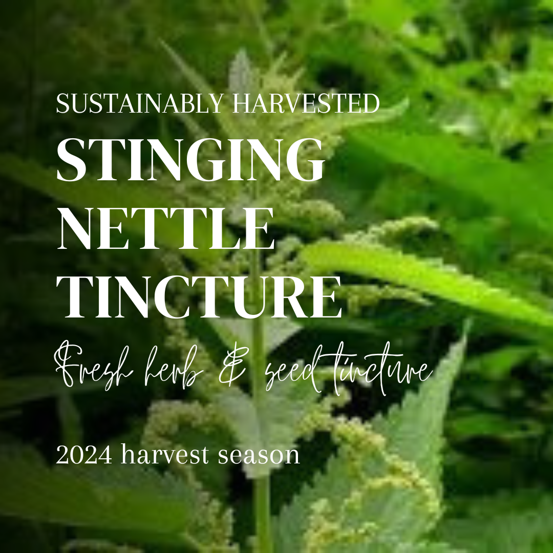 Stinging Nettle Tincture- Vitality from the Wild