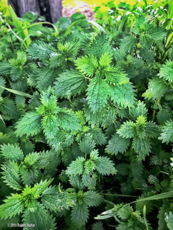 Stinging Nettle Tincture- Vitality from the Wild